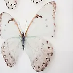 Casa De Mariposas