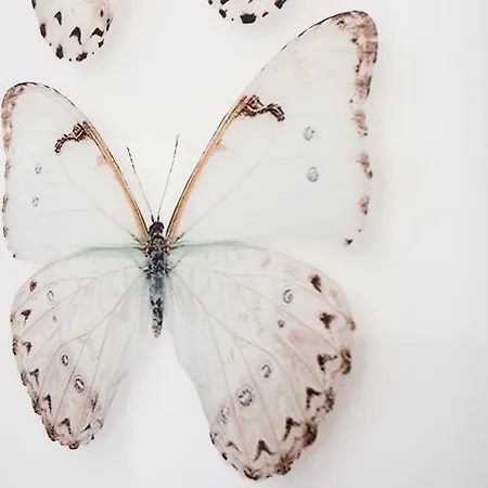 Casa De Mariposas
